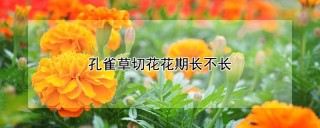 孔雀草切花花期长不长,第1图