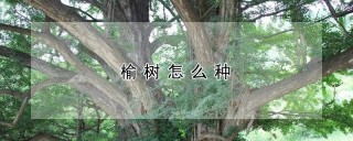 榆树怎么种,第1图