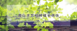 爬山虎怎样种植长得快,第1图