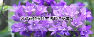 风铃花的养殖方法和注意事项,第1图