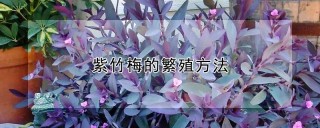 紫竹梅的繁殖方法,第1图