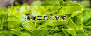 捕蝇草怎么繁殖,第1图