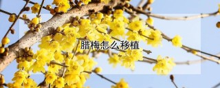 腊梅怎么移植,第1图