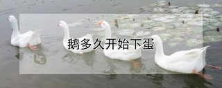 鹅多久开始下蛋,第1图