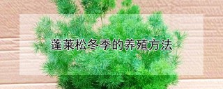 蓬莱松冬季的养殖方法,第1图