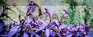 紫竹梅什么时候开花,第1图