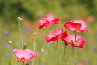 虞美人什么时候开花，花期在每年的3~8月,第2图