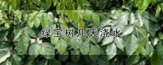 绿宝树几天浇水,第1图