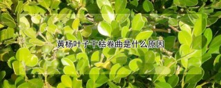 黄杨叶子干枯卷曲是什么原因,第1图