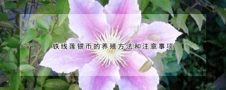 铁线莲银币的养殖方法和注意事项,第1图