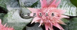 凤梨花怎么养,第1图