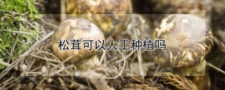 松茸可以人工种植吗,第1图