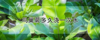 鸟巢蕨多久浇一次水,第1图