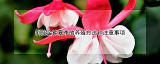 倒挂金钟夏季的养殖方法和注意事项,第1图