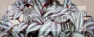 紫叶吊竹梅开花吗,第1图