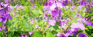 二月兰种植方法和注意事项,第1图