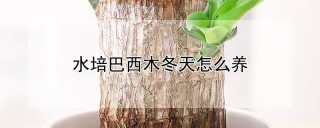 水培巴西木冬天怎么养,第1图