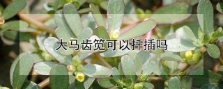 大马齿笕可以扦插吗,第1图