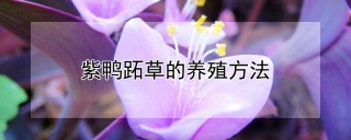 紫鸭跖草的养殖方法,第1图