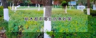 树木都有哪些防寒妙策,第1图