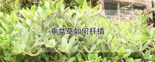 垂盆草如何扦插,第1图