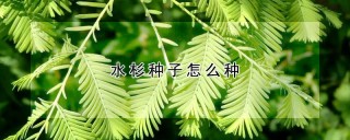 水杉种子怎么种,第1图