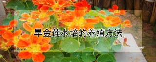 旱金莲水培的养殖方法,第1图