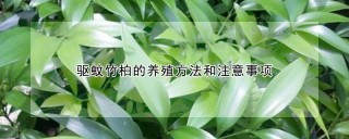 驱蚊竹柏的养殖方法和注意事项,第1图