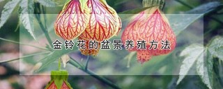 金铃花的盆景养殖方法,第1图