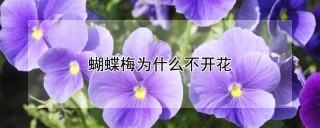 蝴蝶梅为什么不开花,第1图