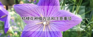 桔梗花种植方法和注意事项,第1图