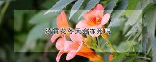 凌霄花冬天会冻死吗,第1图