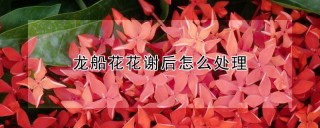 龙船花花谢后怎么处理,第1图