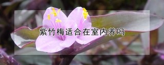 紫竹梅适合在室内养吗,第1图