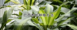 巴西木的种植方法,第1图