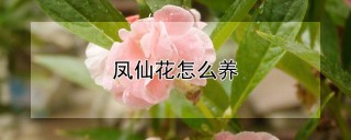 凤仙花怎么养,第1图