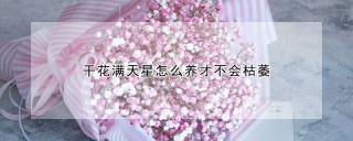 干花满天星怎么养才不会枯萎,第1图