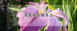 鸢尾花花期多久,第1图