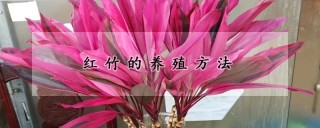 红竹的养殖方法,第1图