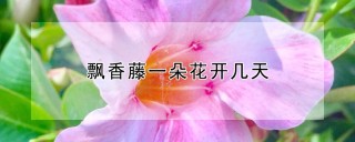 飘香藤一朵花开几天,第1图