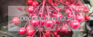 朱砂根的养殖方法和注意事项,第1图