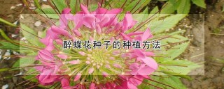 醉蝶花种子的种植方法,第1图