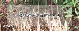 黄精种子培育苗子方法,第1图