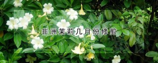 非洲茉莉几月份修剪,第1图