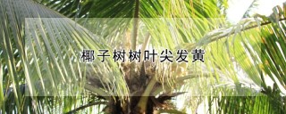 椰子树树叶尖发黄,第1图