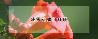 凌霄花如何打顶,第1图