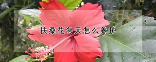 扶桑花冬天怎么养护,第1图