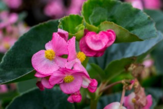 一年四季都盛开的花是什么花，扶桑花榜上有名,第3图