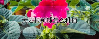 大岩桐种球怎么种植,第1图