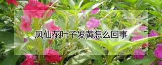 凤仙花叶子发黄怎么回事,第1图